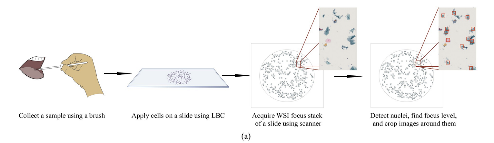 Cytology workflow from sample collection to whole-slide scanning and cell detection